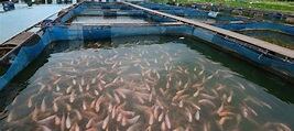 Piscicultores han bajado las densidades de peces.