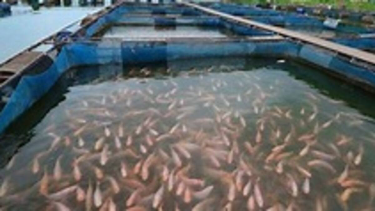 Piscicultura del Huila avanza como pez en el agua
