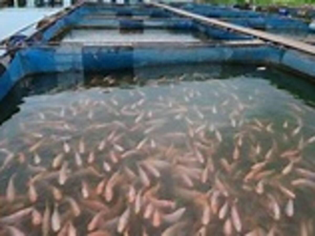 Piscicultura del Huila avanza como pez en el agua