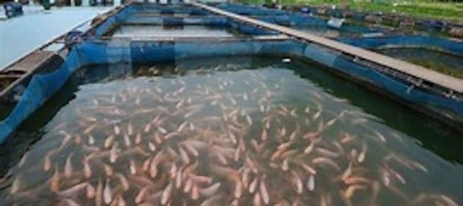 Piscicultores han bajado las densidades de peces.