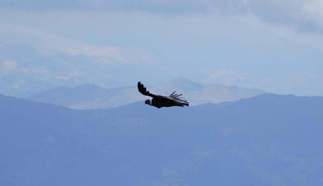 Avistamiento de Cóndores en Santander