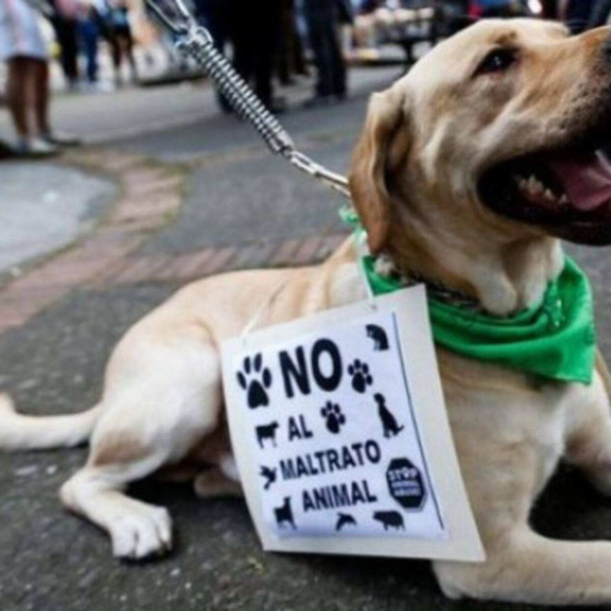 Perros y gatos abandonados en Pereira son recogidos por la Alcaldía