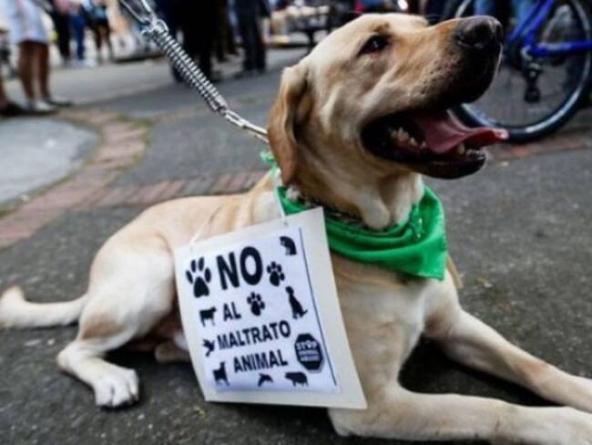 Perros y gatos abandonados en Pereira son recogidos por la Alcaldía