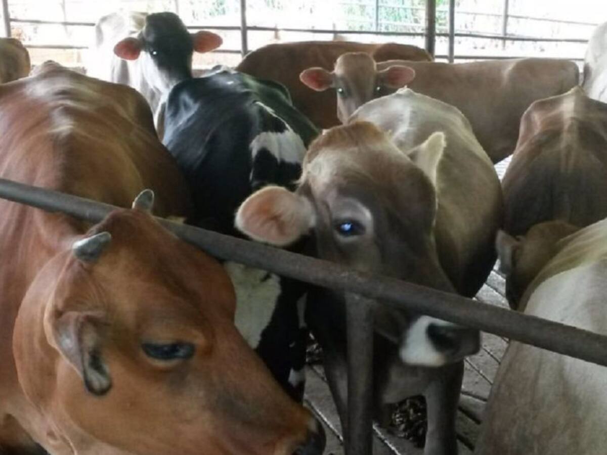 Certifican a cinco plantas para exportar carne a Georgia