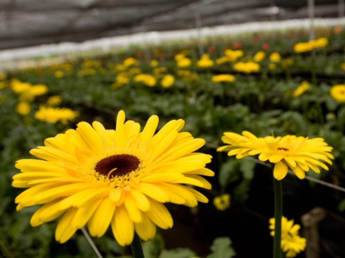 Floricultores esperan un buen San Valentín por revaluación del dólar