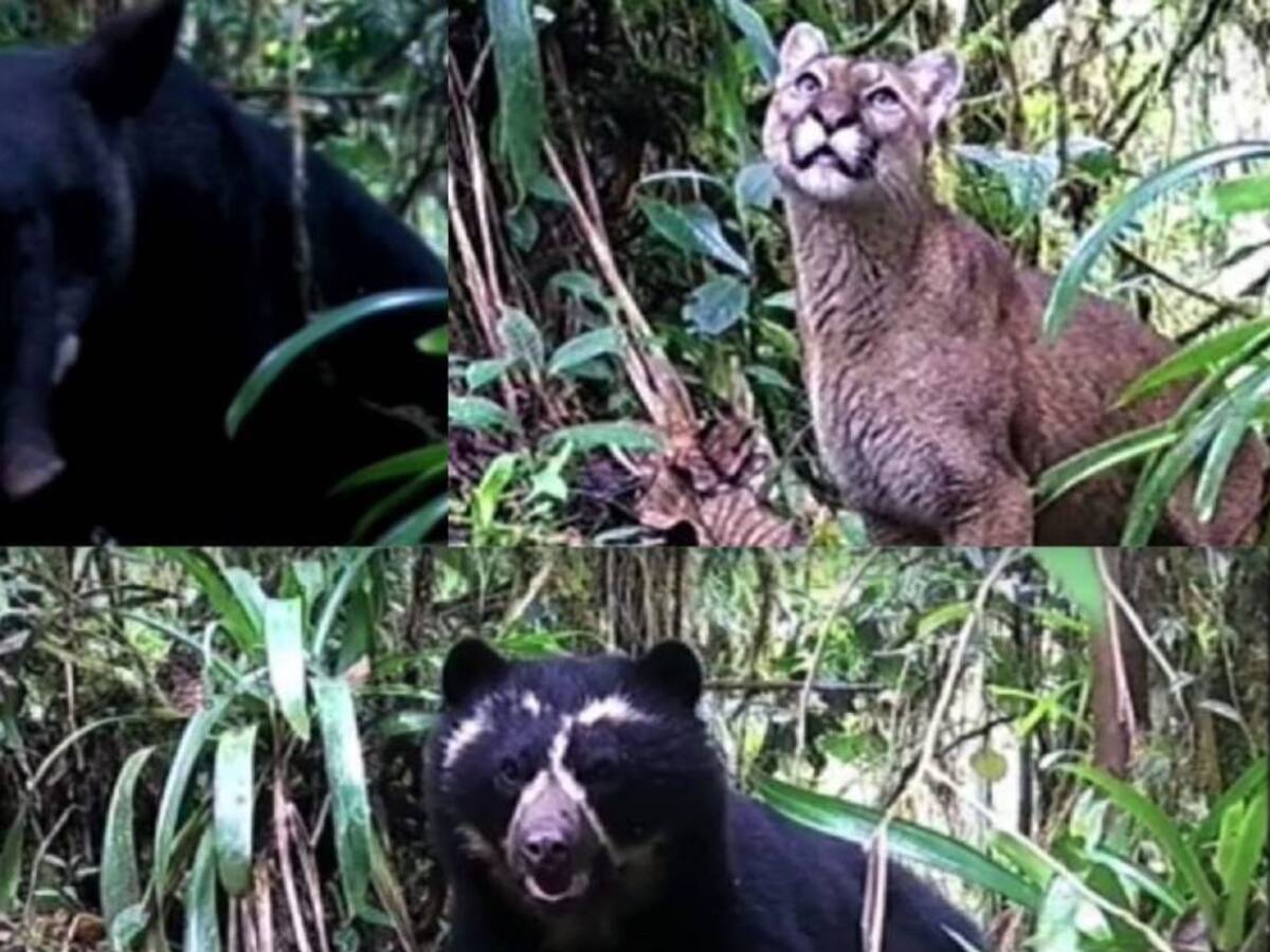Tres de los animales más grandes de Sudamérica fueron vistos en el Huila