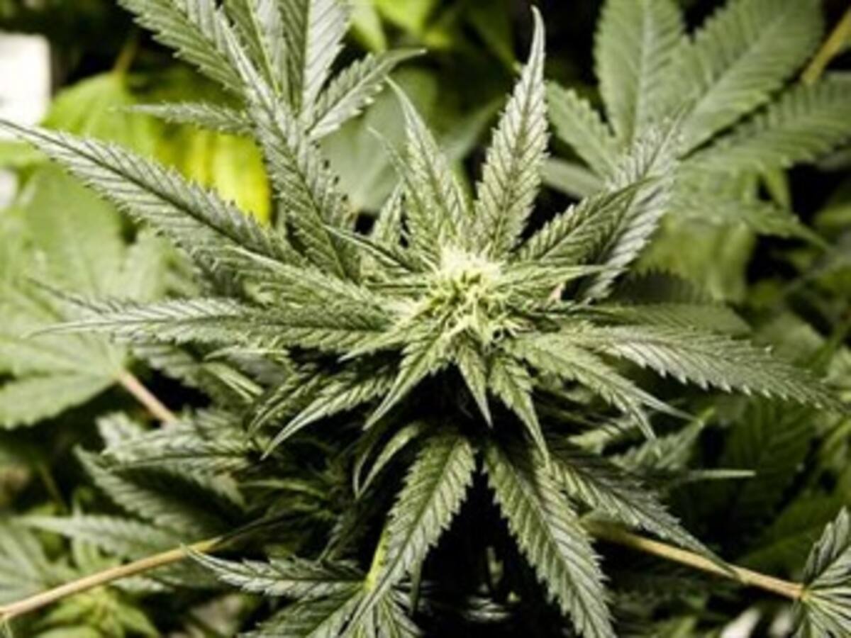Negocios de marihuana en Colorado no encuentran bancos
