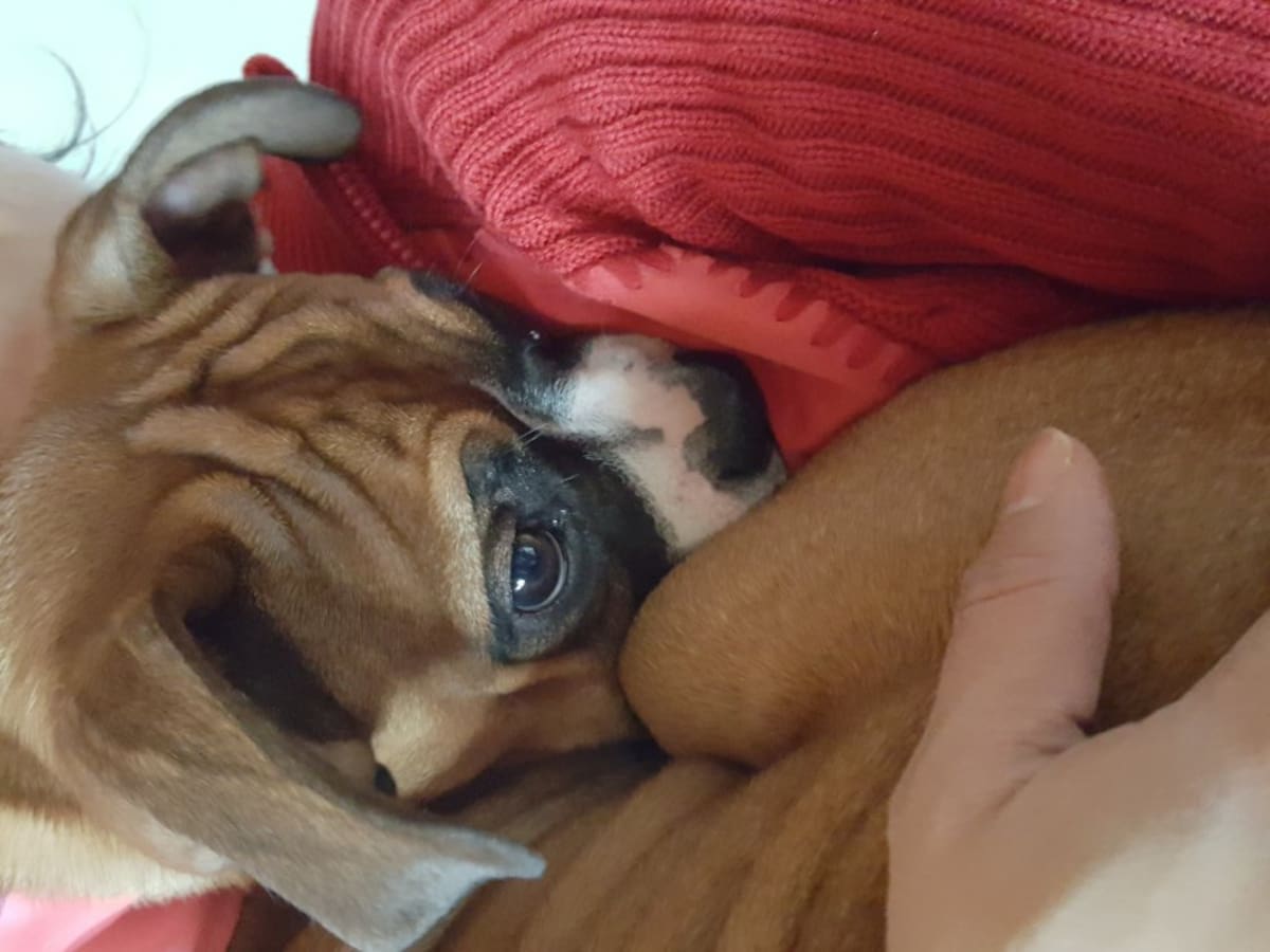 Rodrigo Garzón nos mandó la foto de su mascota Maya