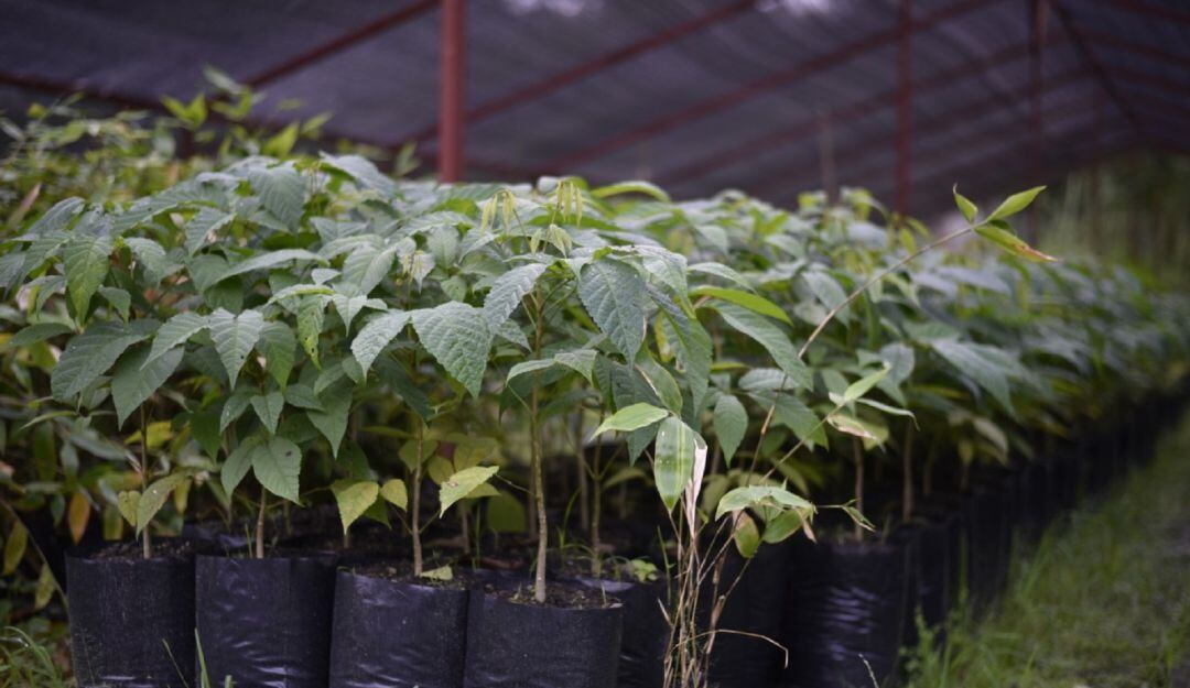 Suministrada Alcaldía de Ibagué