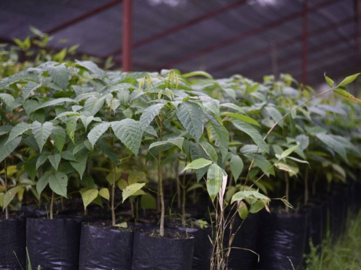 100.000 árboles se esperan plantar en Ibagué durante este 2021