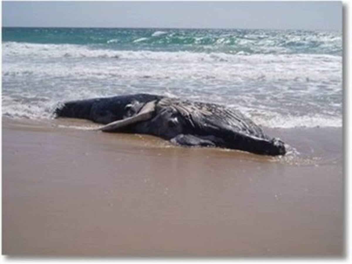 Aparece varada una ballena en una playa del este de Uruguay