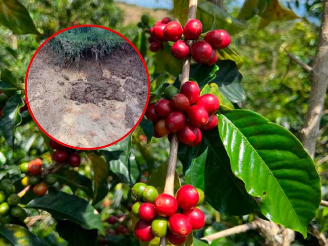 Lluvias arrasaron con cultivo de café en Contratación, Santander: Se perdieron más de 300 plantas.