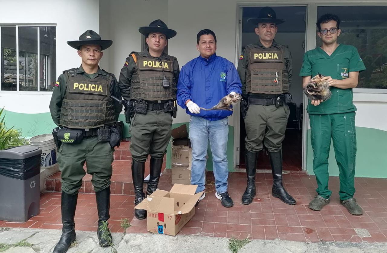 Diez especies fueron recuperadas por las autoridades en Ibagué.