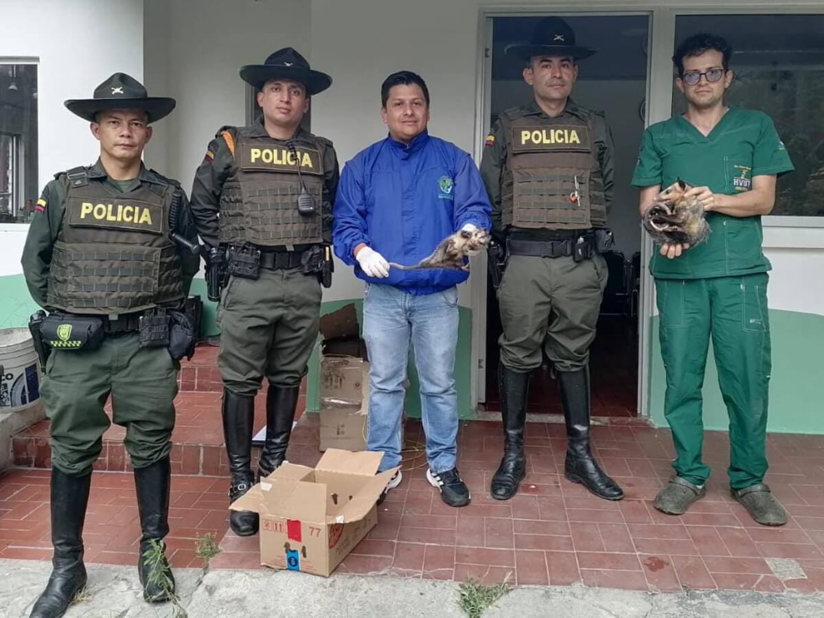 Diez especies silvestres fueron rescatas por las autoridades en Ibagué