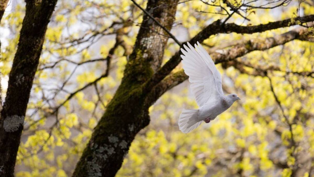 JULIO 24 - COMISION DE LA VERDAD 1 - EN FAMILIA