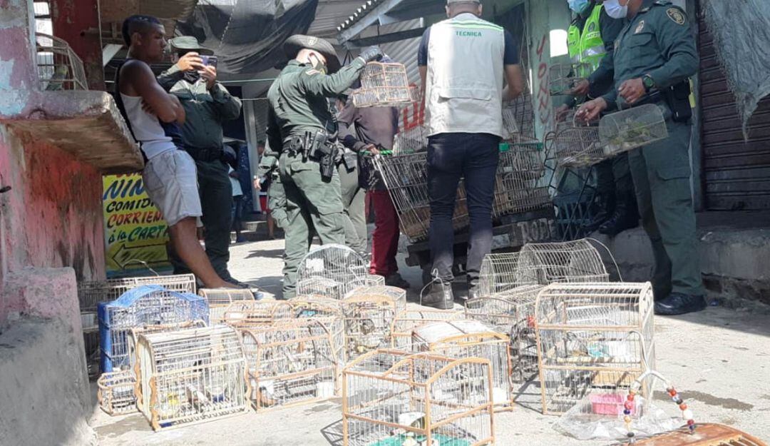 En operativo conjunto del Establecimiento Público Ambiental, EPA Cartagena, y la Policía Ambiental y Ecológica se logró el decomiso