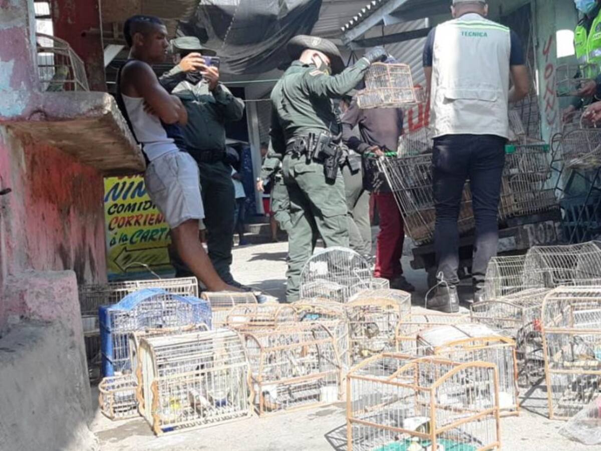 Decomisan 100 aves silvestres en Bazurto