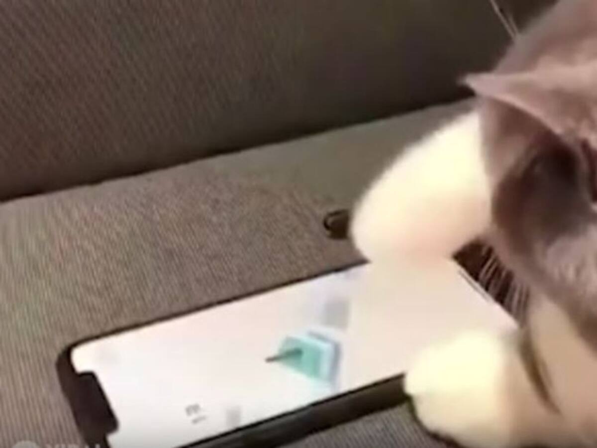 Un gato impacta con su habilidad para los videojuegos