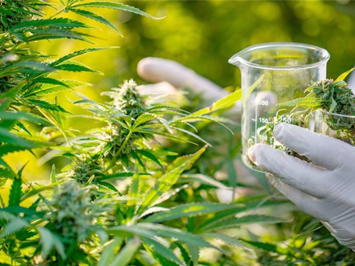 Business Daily, la conferencia anual de marihuana que se realizará en Las Vegas