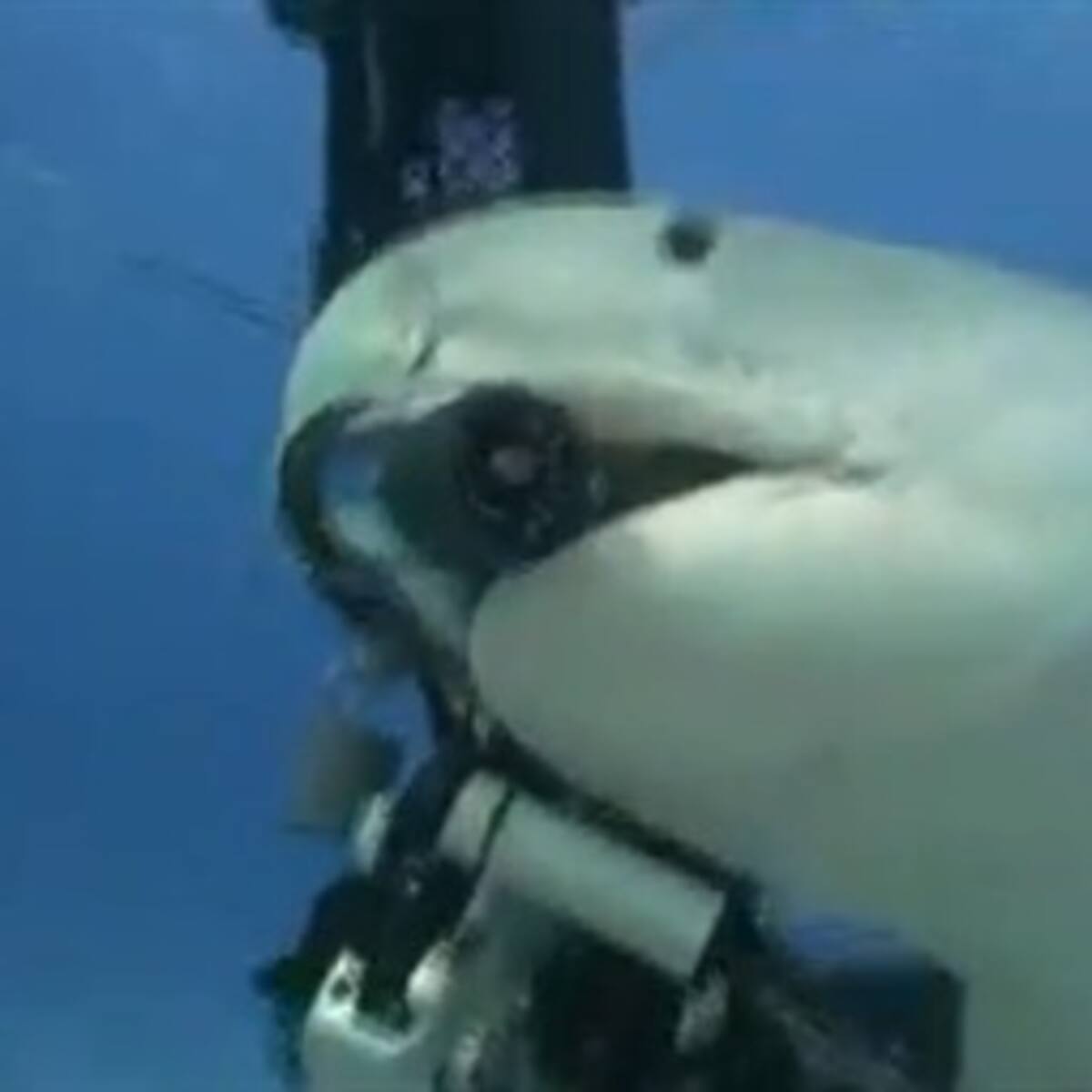 Video muestra cuando un tiburón tigre se roba una cámara de un solo mordisco