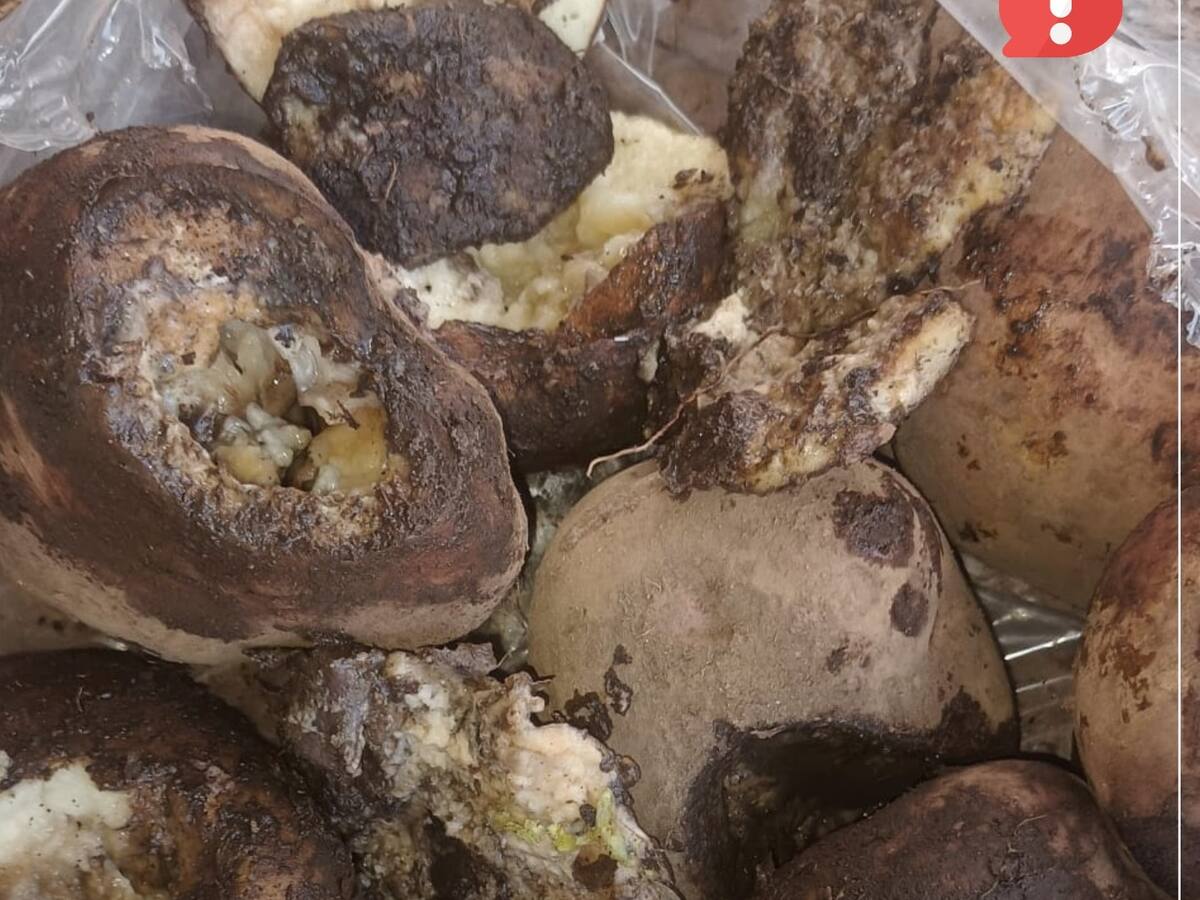 En el Quindío denuncian mal estado de algunos productos del programa de alimentación escolar