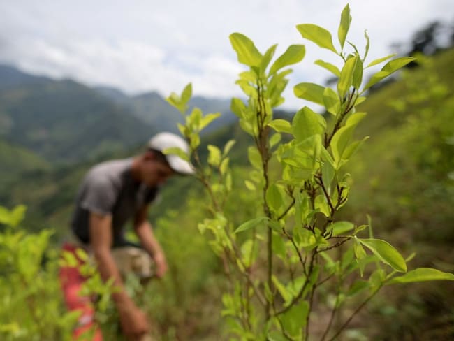 Daniel Rico: “EE. UU. no está realizando un monitoreo activo de los cultivos de coca”