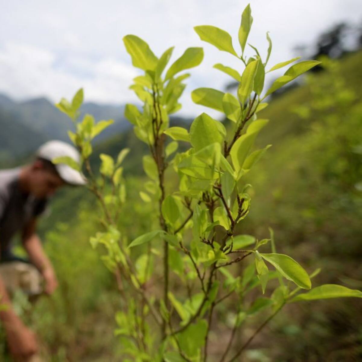Gobierno expide decreto para desvincular a familias que dependen de cultivos ilícitos: ¿qué plantea?