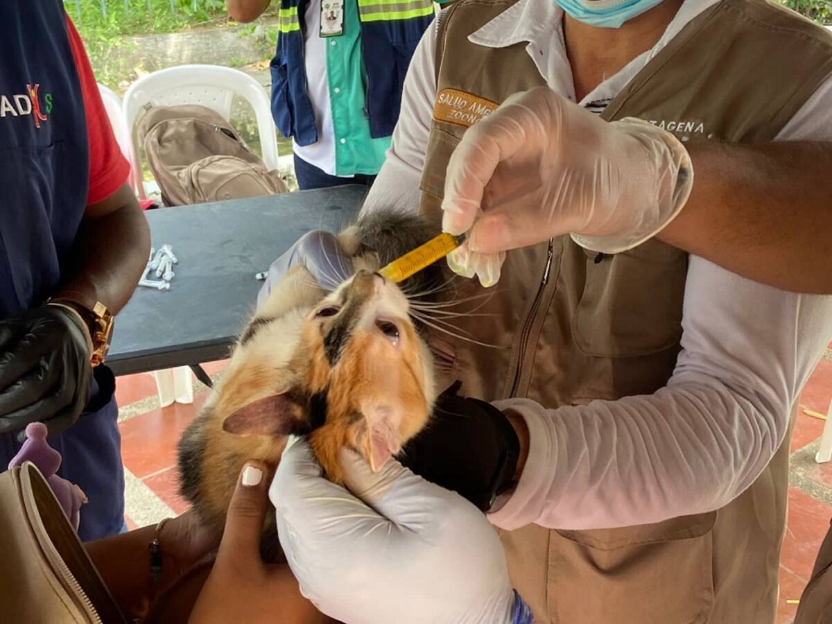 Más de 150 mascotas recibieron atención en salud en Cartagena