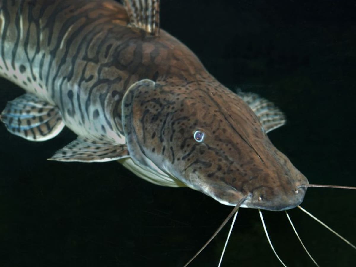 Anuncian fuertes multas a quienes pesquen bagre rayado