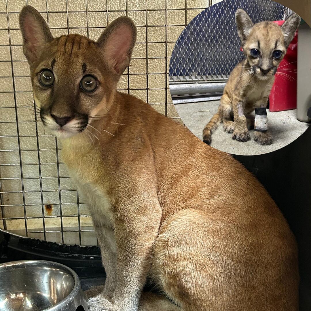 El puma recién rescatado y luego de tres meses de recuperación. Foto: Cortesía Corantioquia.