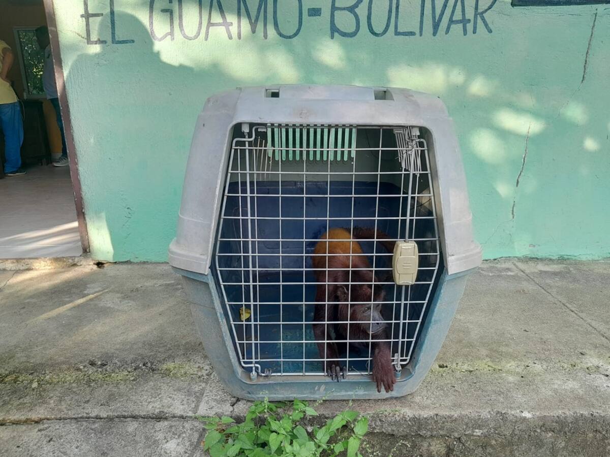 Policía de Bolívar rescató mono aullador y evitó su comercialización