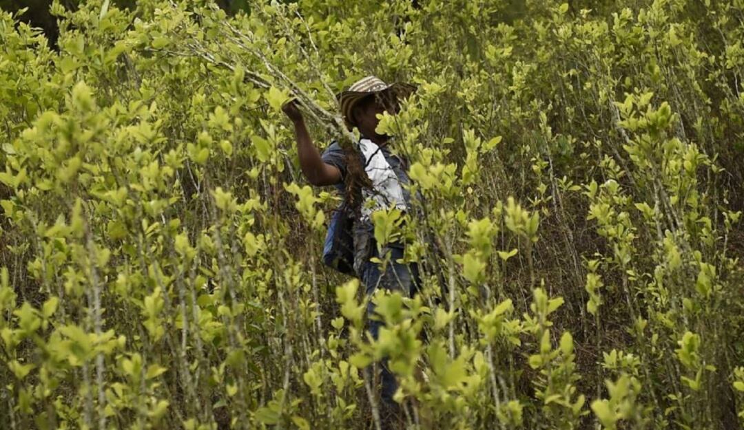 Gobernador insiste en buscar un diálogo a campesinos cocaleros