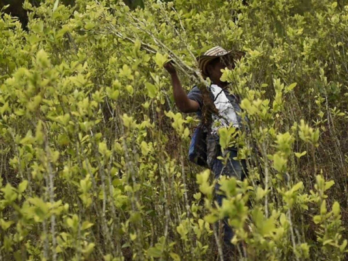 Llamado al diálogo hace gobernador a campesinos cocaleros
