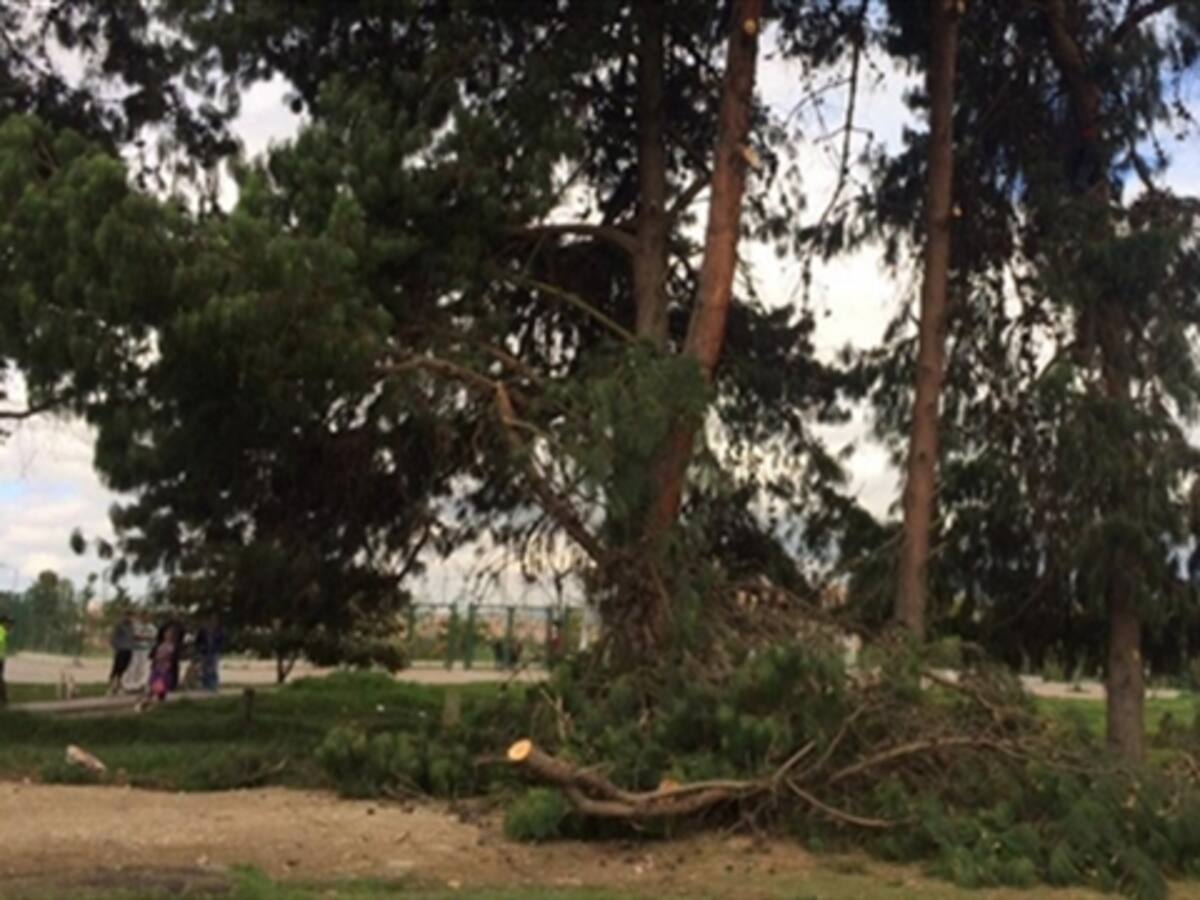Distrito pide seguimiento a denuncia por tala de árboles en La Conejera