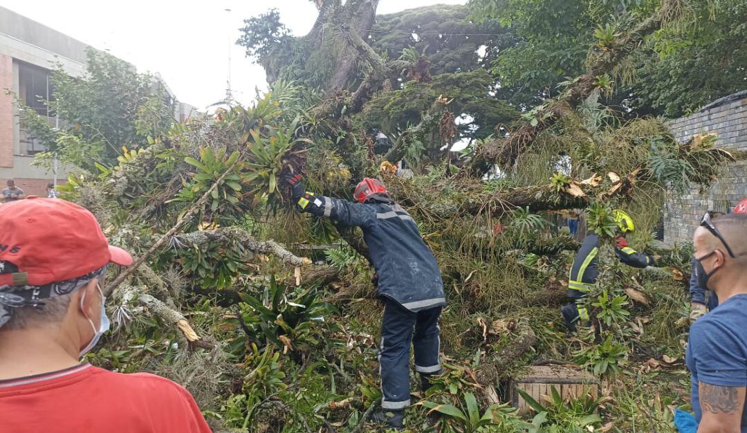 Bomberos y los ciudadanos rescataron a las dos personas atrapadas por caída de árbol en Armenia