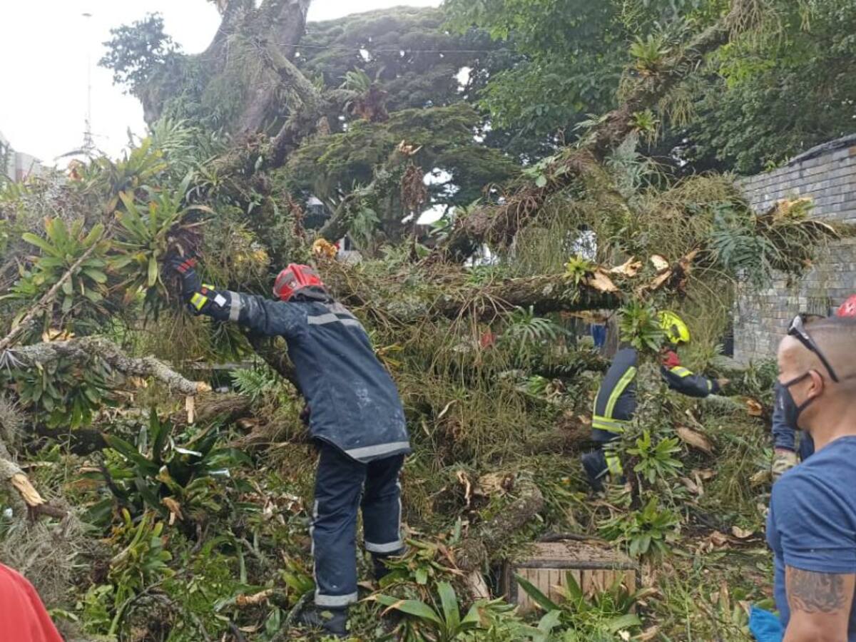 Caída de árbol en el parque Sucre en Armenia, dejó dos lesionados
