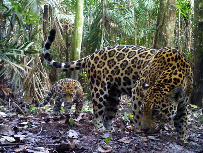 En un 25% se ha reducido la población del Jaguar en Colombia