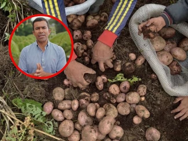 Por contrabando de papa desde Ecuador hay alerta máxima de los paperos en Cundinamarca.