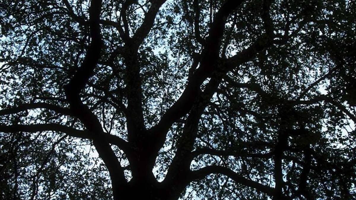 Con plantas nativas recuperan bosque que suministra agua a Medellín