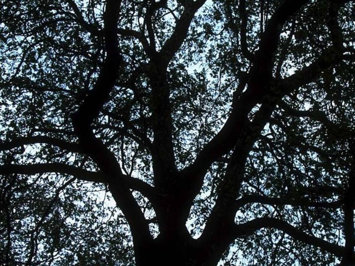 Con plantas nativas recuperan bosque que suministra agua a Medellín