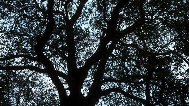 Con plantas nativas recuperan bosque que suministra agua a Medellín