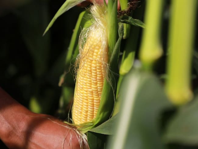 Mazorcas, más costosas