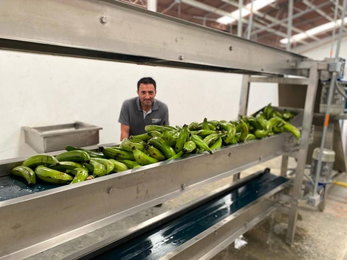 Planta de Procesamiento de Plátano de Belalcázar, Caldas, produce 3 toneladas de alimento