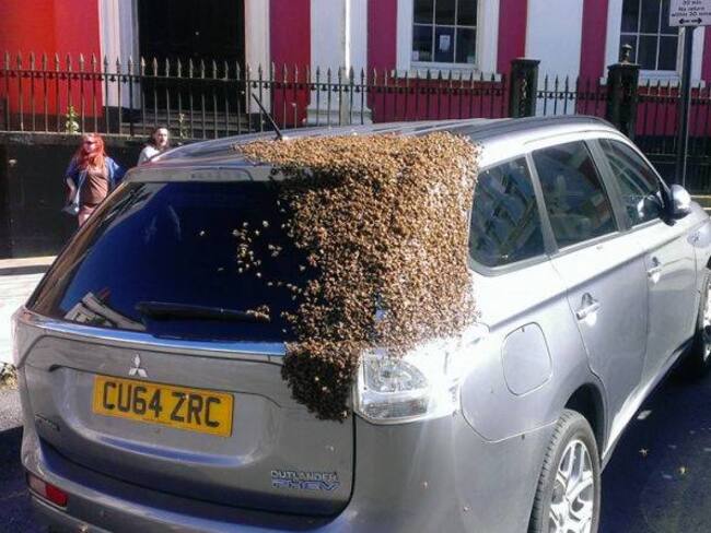 Más de 20.000 abejas persiguieron el coche de una anciana por 24 horas