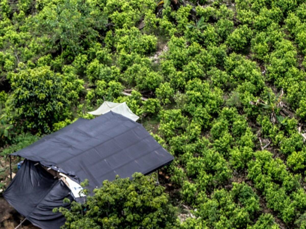 Campesinos del Cauca se oponen a erradicación de cultivos ilícitos