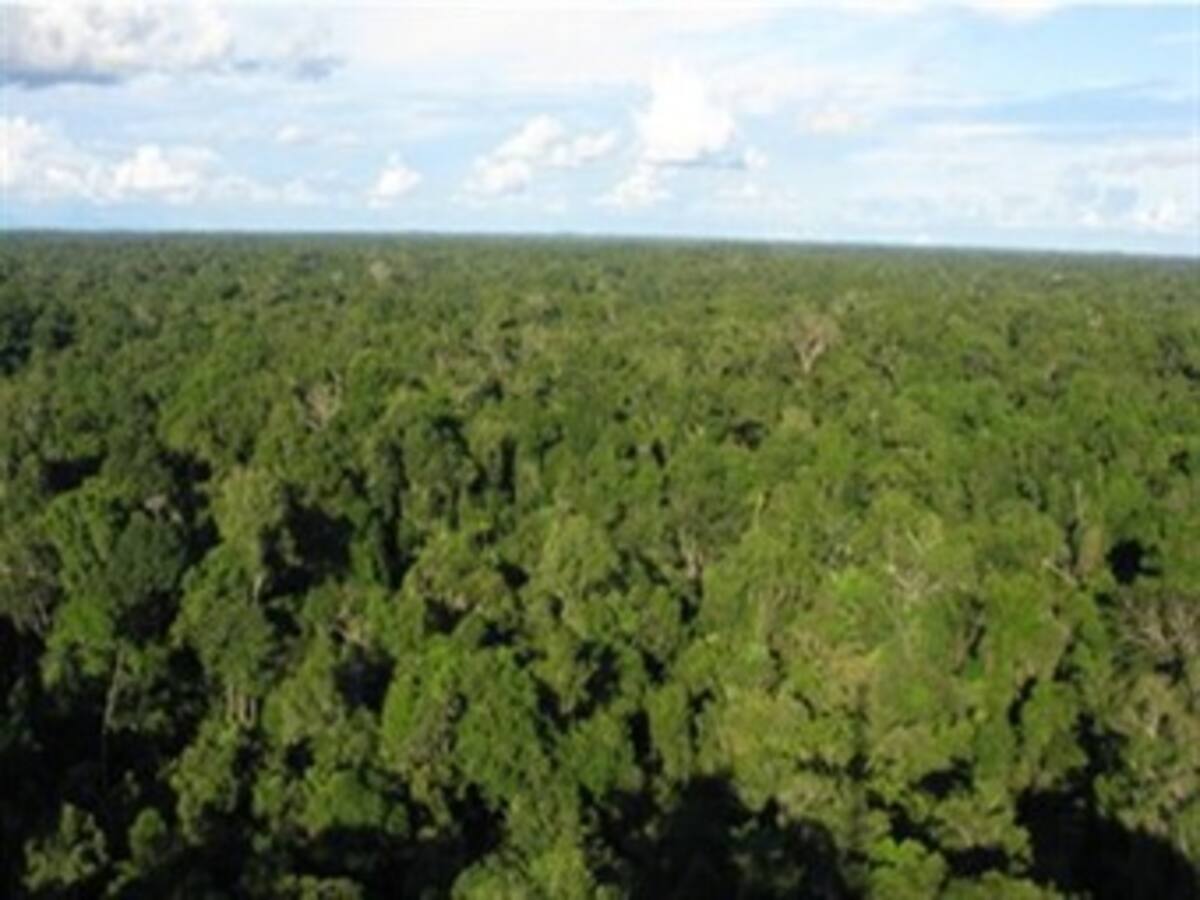 Desarrollan herramienta que diagnostica recuperación de vegetación tras incendio