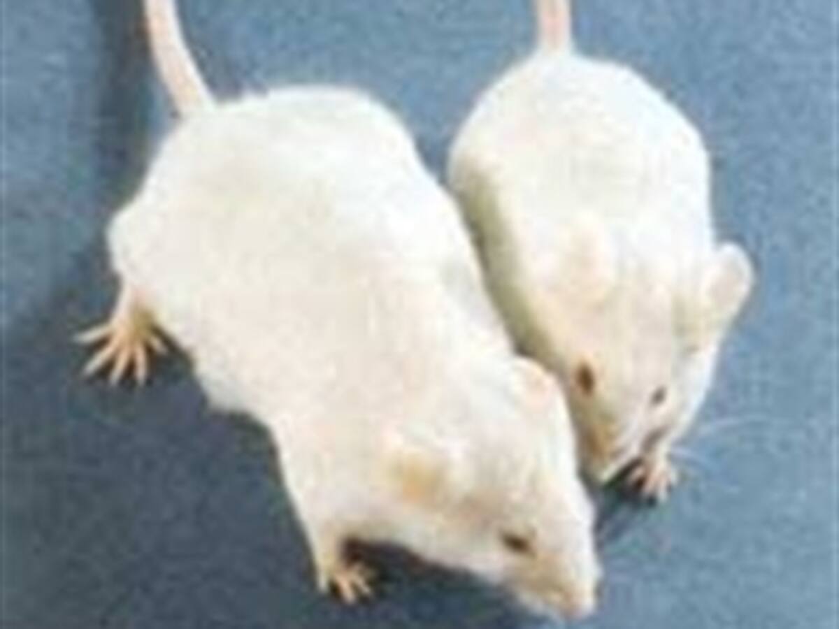 Las ratas alimentadas con transgénicos mueren antes y sufren cáncer con más frecuencia que las demás