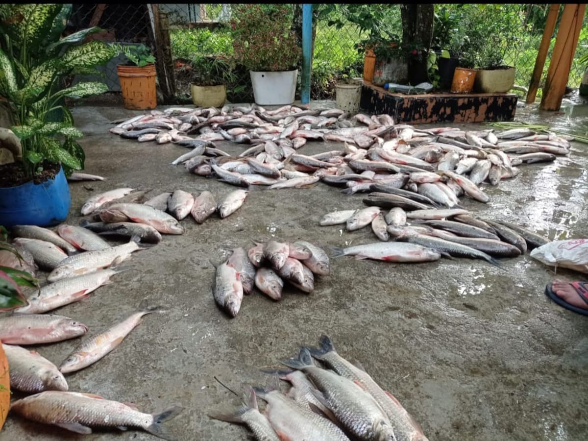 Fish caught in Bajo Cauca