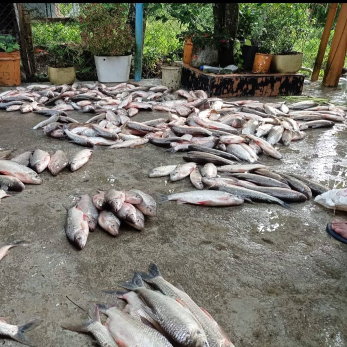 La subienda de peces en el Bajo Cauca tiene felices a los pescadores