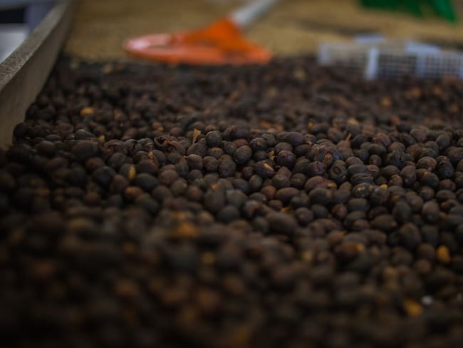 Producción de café en febrero cayó un 8.7%